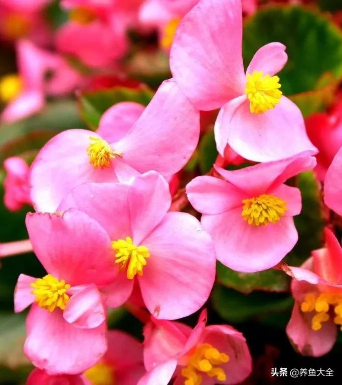 一至十二月的花期,12月到2月份的花期