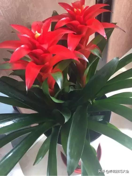 五行缺金养什么花,什么花风水命理最旺人养