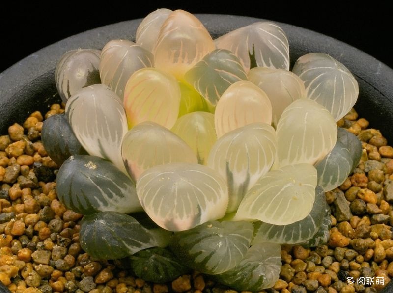 多肉玉露寿的品种图鉴,多肉植物欣赏