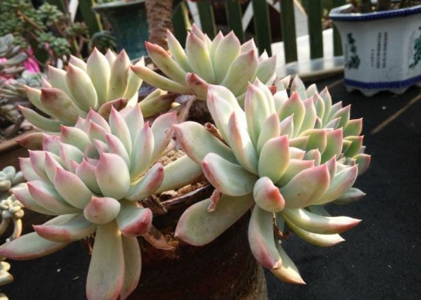 多肉叶子扦插的最佳方法,多肉叶子扦插怎么养才能长得快