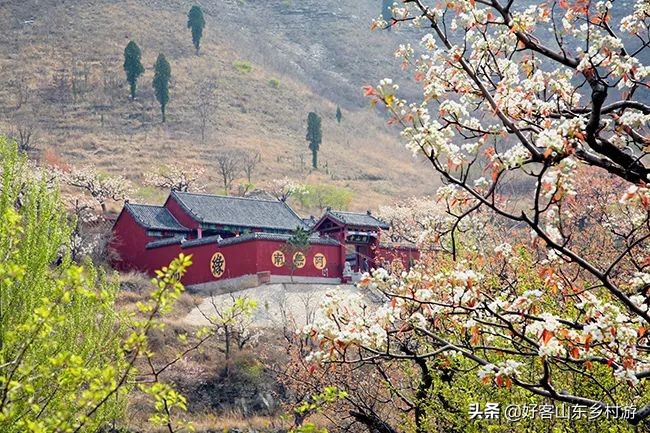 济南春季赏花自驾,济南踏青赏花新模式