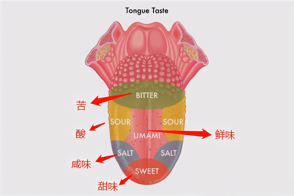 葡萄酒醒酒器推荐,葡萄酒桌上醒酒器最全分类