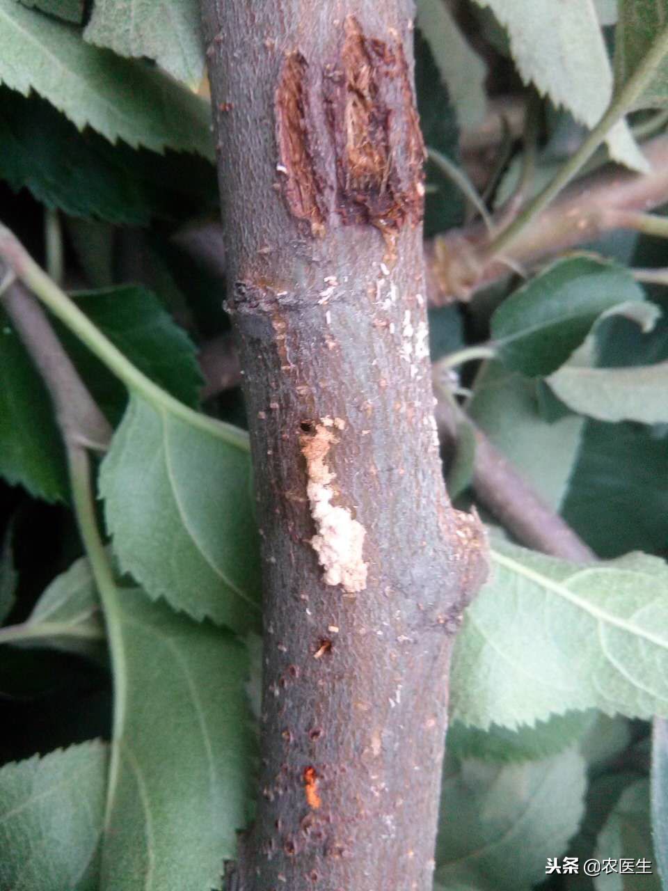 是谁在捣鬼绘本,是谁在捣鬼绘本介绍