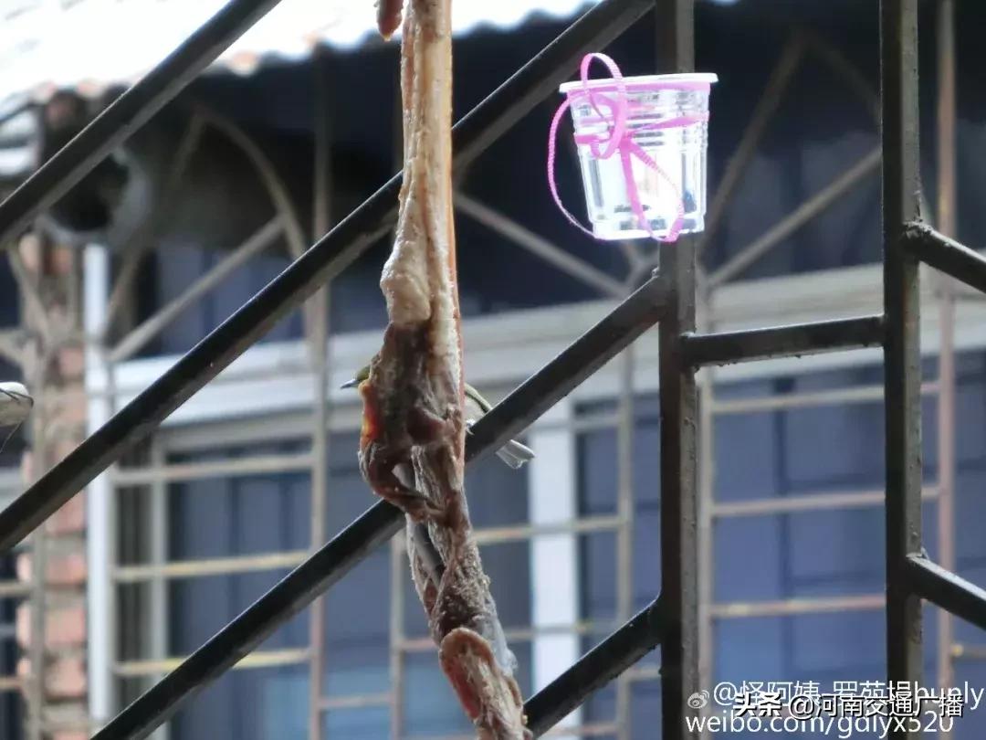 鸟儿偷吃香肠腊肉,香肠腊肉挂外面被鸟吃