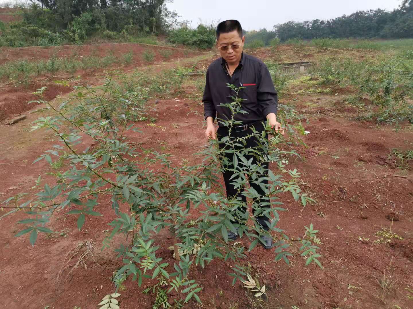 如何引领花椒产业发展,发展花椒产业的益处