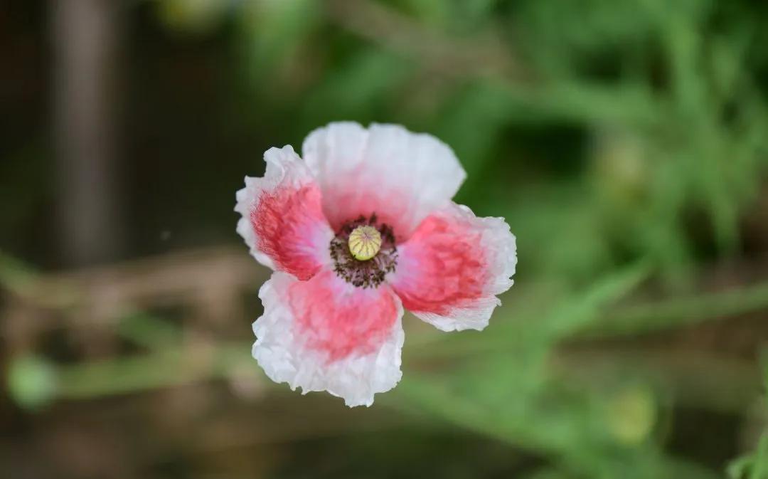 李辛的养生知识,李辛养生