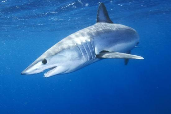 人们常说的鱼翅是什么鱼翅,鱼翅是鱼的骨头吗为什么