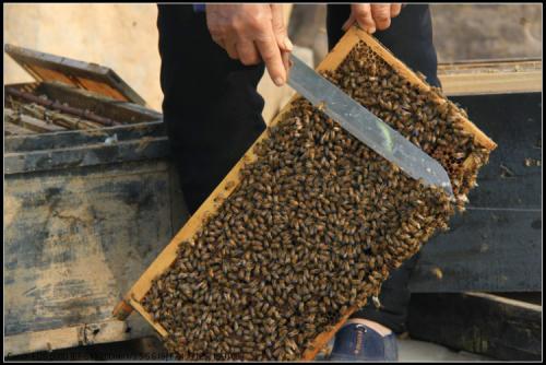 浙江哪里有养蜂培训,福建残疾人养蜂技术培训