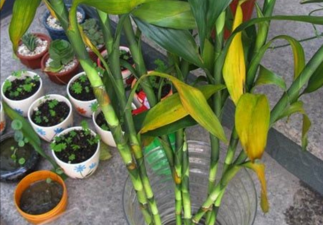 水培富贵竹黄叶什么原因,水培富贵竹总黄叶什么原因