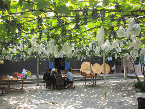 农村院子是混凝土地面，夏天会很热，你可以用这些方法来“降温”