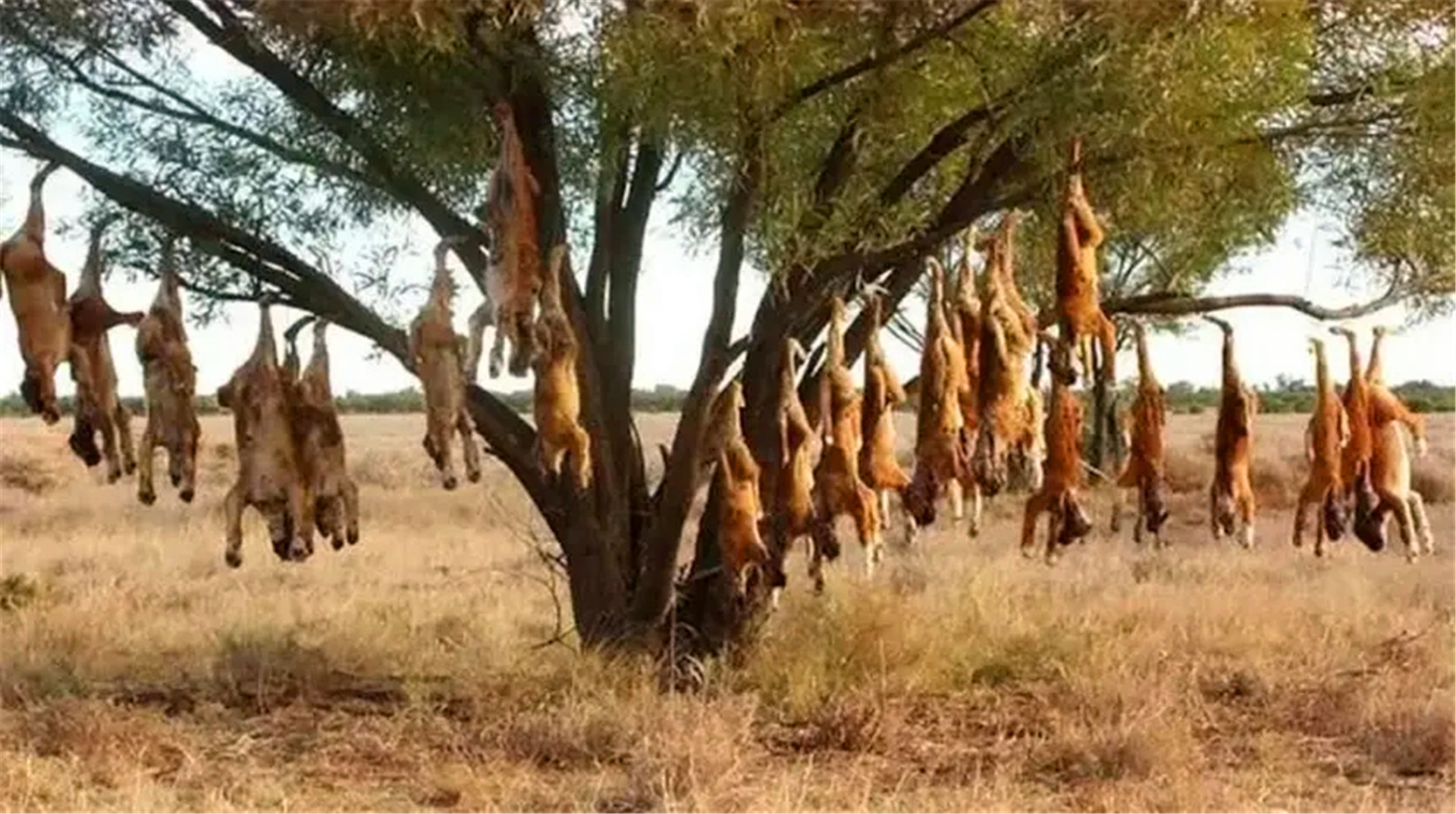 神奇植物“食羊树”，能够自己抓羊吃，村民一发现就要立马烧毁