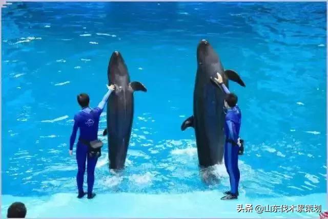 自驾游山东日照网红打卡旅游攻略,东夷花仙子美景