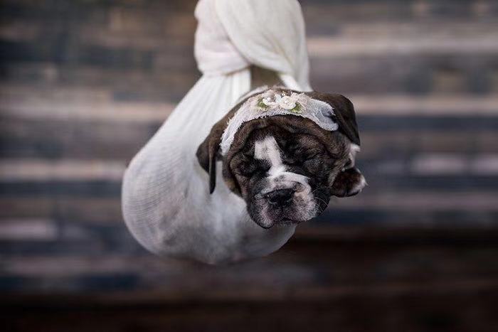 和斗牛犬拍照,斗牛犬拍写真集