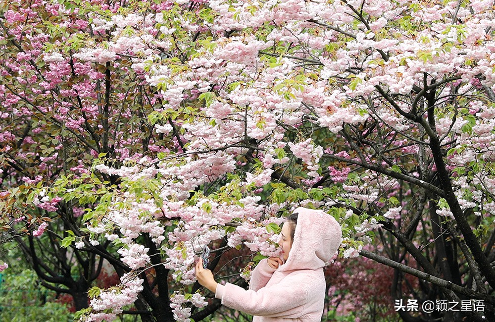 十里樱花十里尘,十五个赏樱地,赴一场樱花之恋