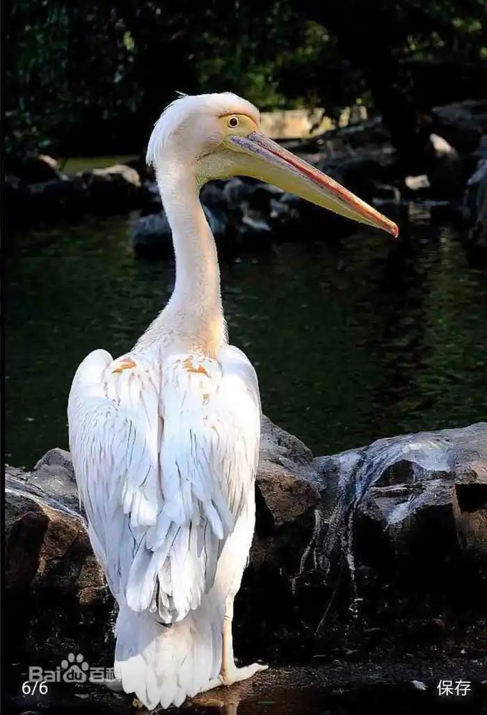 西山经解读,西山经图谱大全