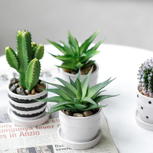 芦荟施肥春夏秋冬,芦荟正确的施肥方法