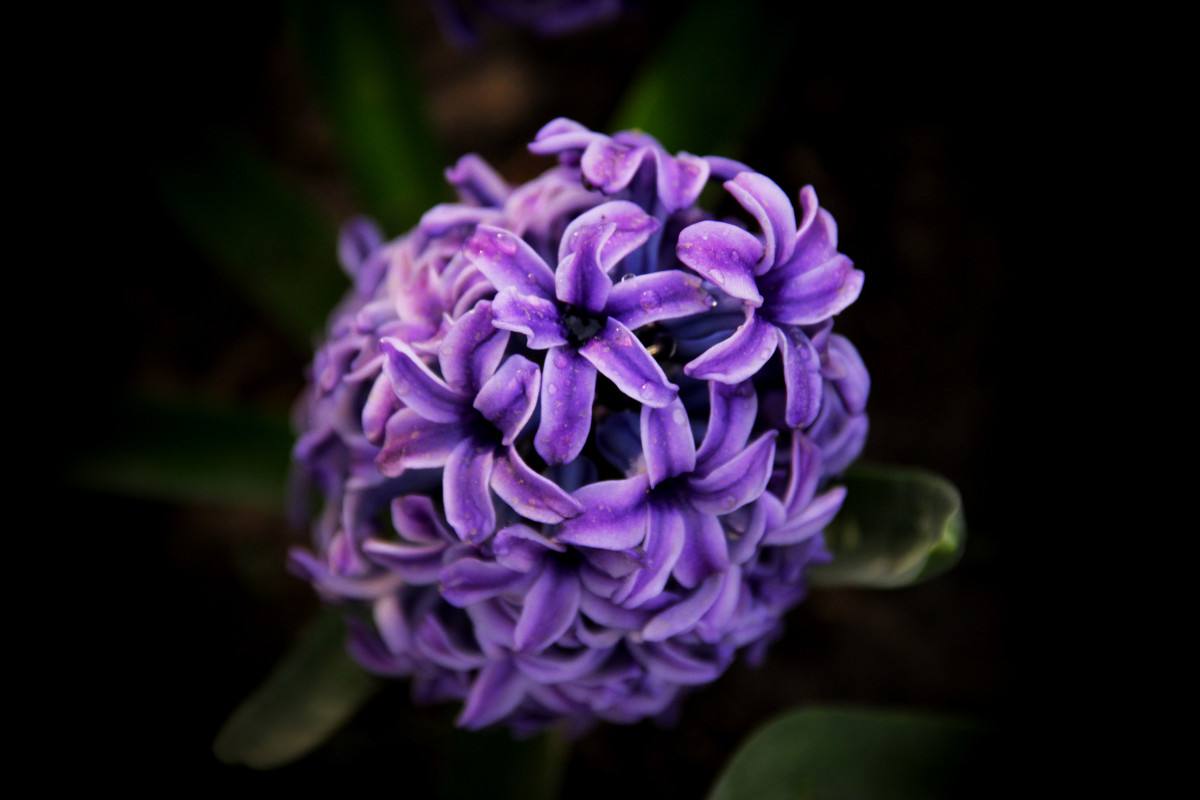 水培风信子快开花了上什么肥,水培种球花卉风信子用什么肥