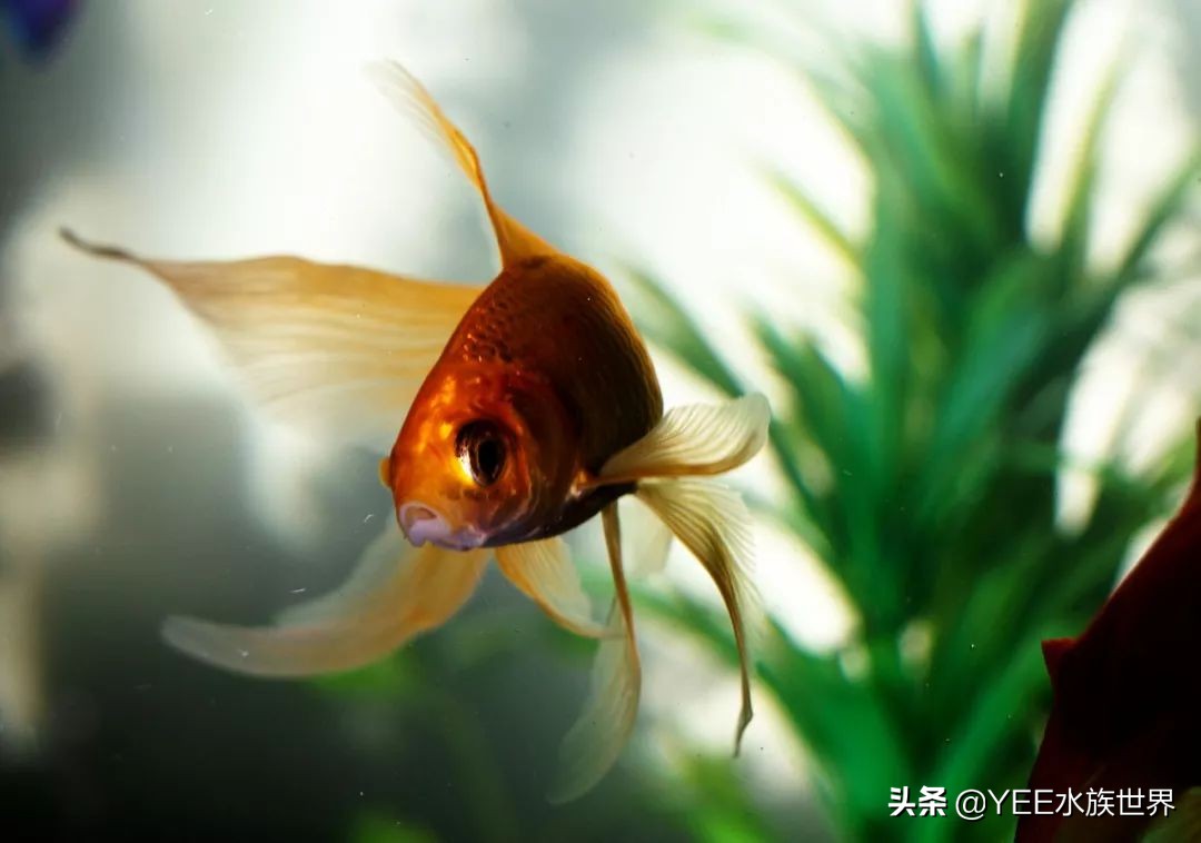 硝化菌能给鱼治病吗,鱼的硝化细菌可以多用吗