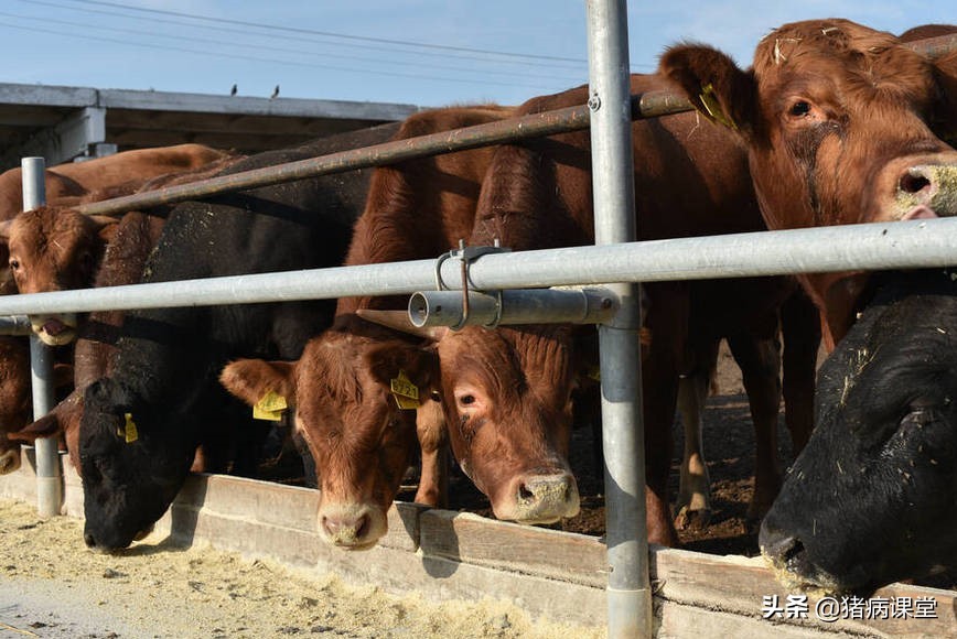 养殖课堂｜牛结节性皮肤病诊断及防控