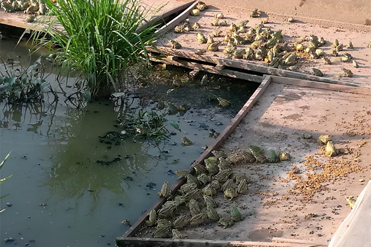 养殖青蛙有哪些模式,养殖青蛙防治病害