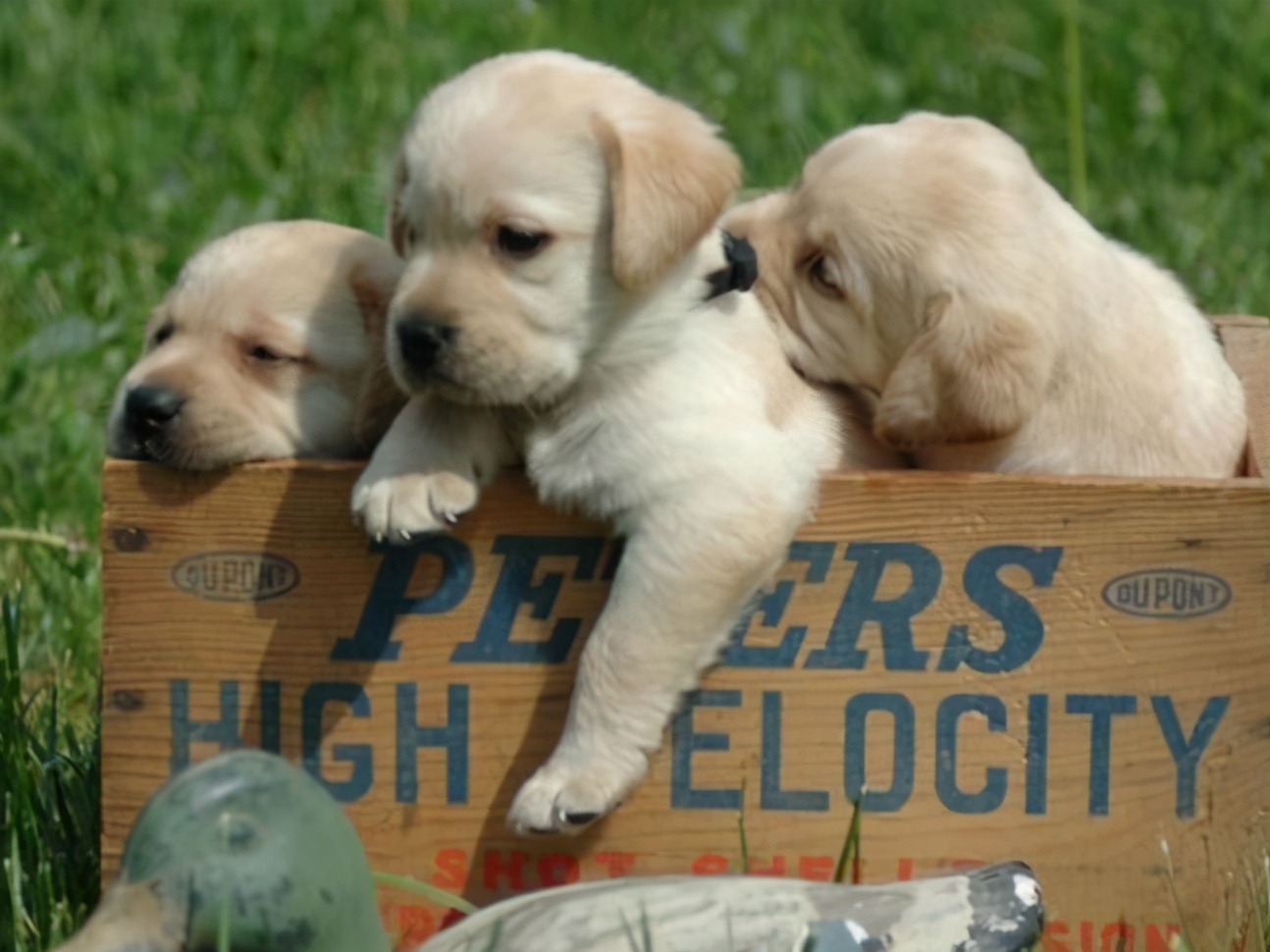学好这几招很管用,在一窝土狗中怎么挑到狗王