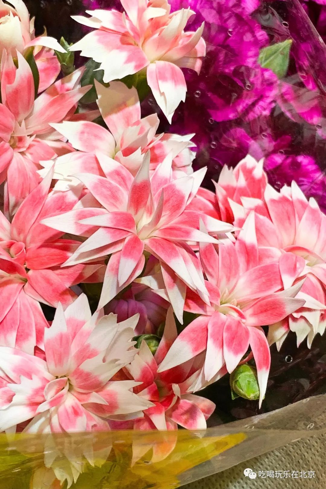 北京花市攻略大全,北京最美赏花景点