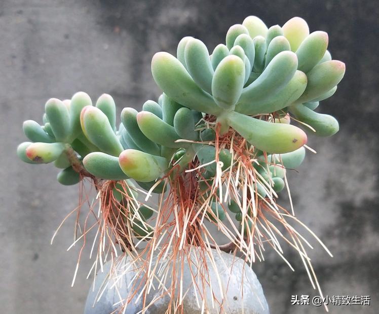 多肉长气根该怎么处理,多肉长气根的原因和处理方法