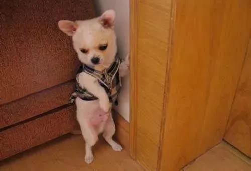 狗狗最怕什么样的“惩罚”？5个有效的法子，让你家狗子不再犯错