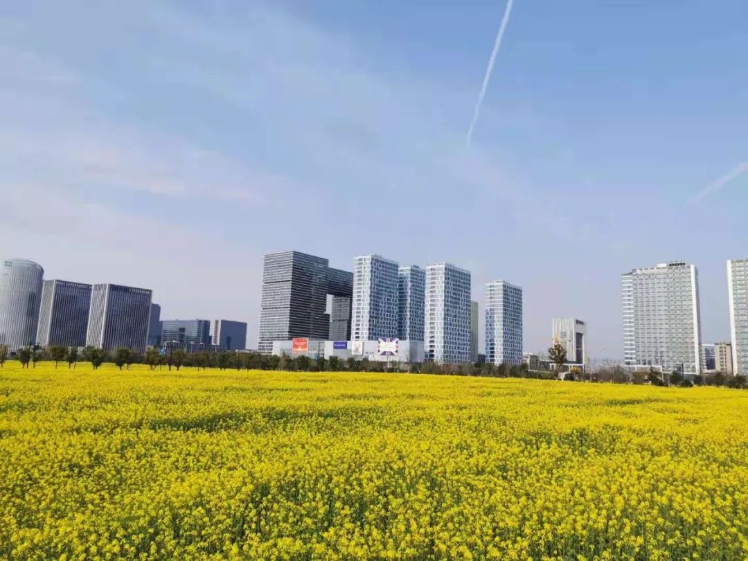 太美的花海,余杭千里花海