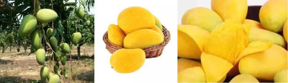 芒果品种西施芒,芒果品种四季蜜芒
