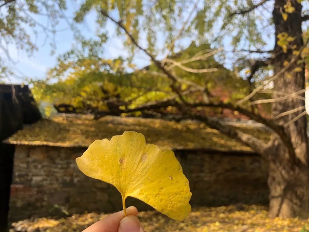 2月份去恭城看柿子,什么时候去恭城看柿子最好