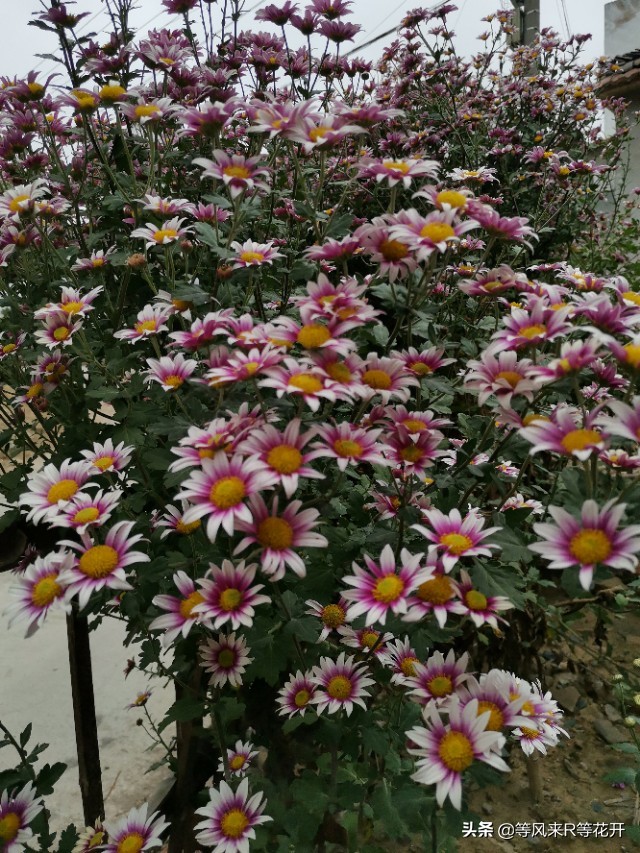 来自“神苗”的问候，记我与宿迁苗的相爱相杀—菊花