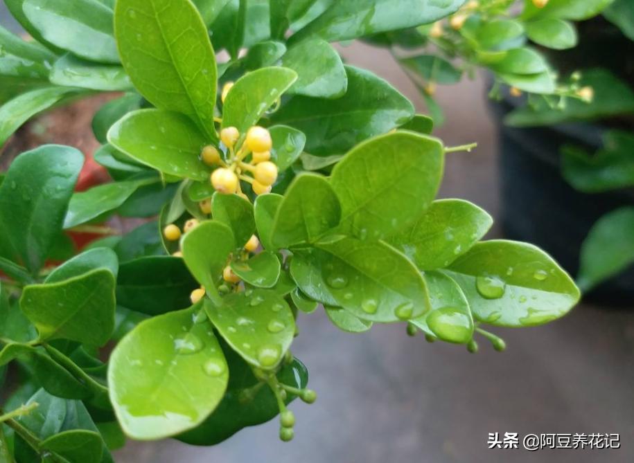 米兰有花骨朵但是不开花怎么回事,米兰只长叶子不开花该怎么办