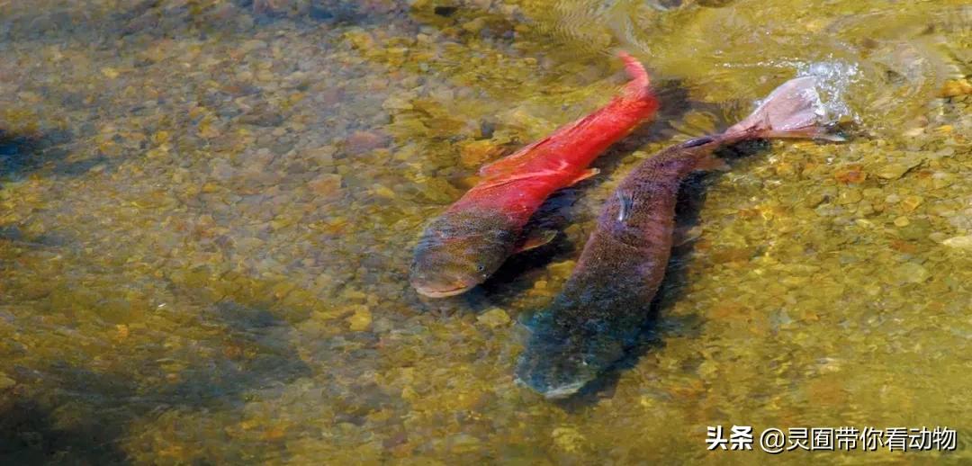 金日成爱吃的它,居然已经在国内绝迹?