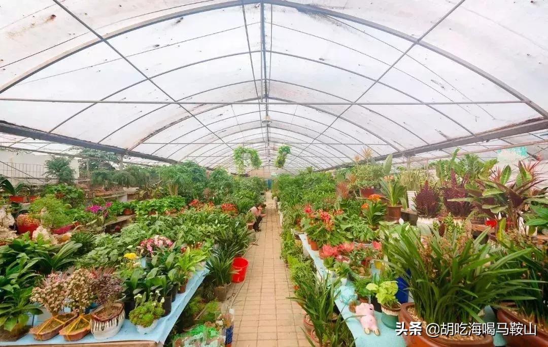逛遍安徽各个市,安徽省马鞍山附近的大型花市