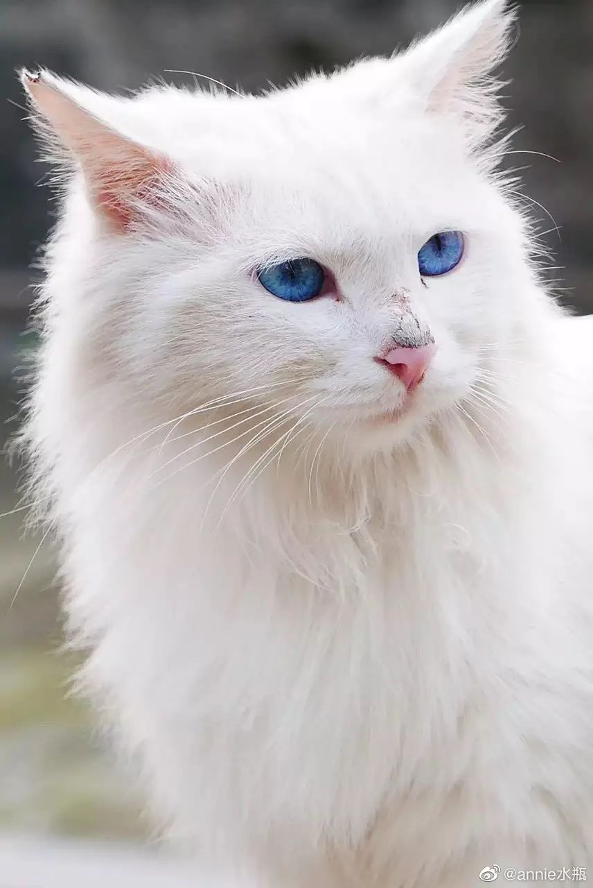 路遇仙女猫,路上碰到猫抱起来就跑