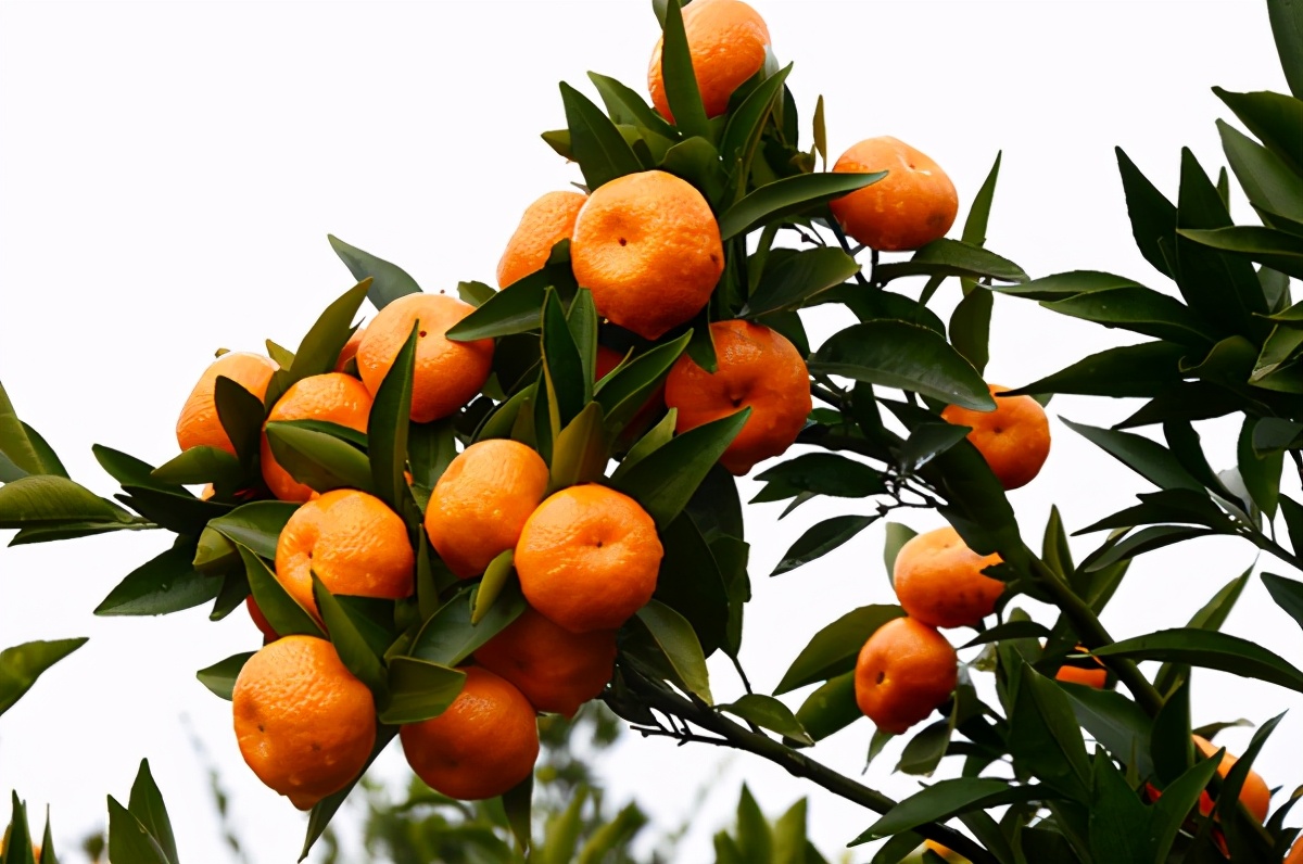 最近卖南丰桔子,南丰蜜桔多少钱一斤