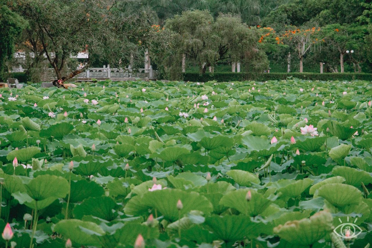 深圳洪湖公园7月18号还有荷花吗,深圳洪湖公园现在有荷花开吗