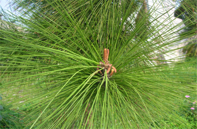马尾松苗培育方法,马尾松培育基地