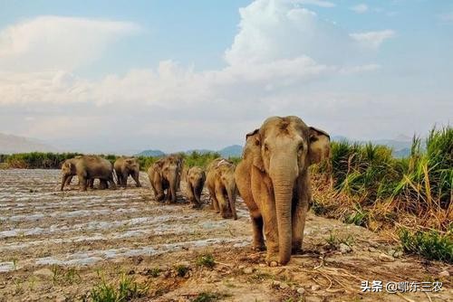 大象迁徙有目的地吗,2020云南大象为什么往北迁徙