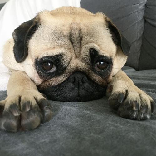 人类为什么要受到法律的约束,人类为什么让动物买单