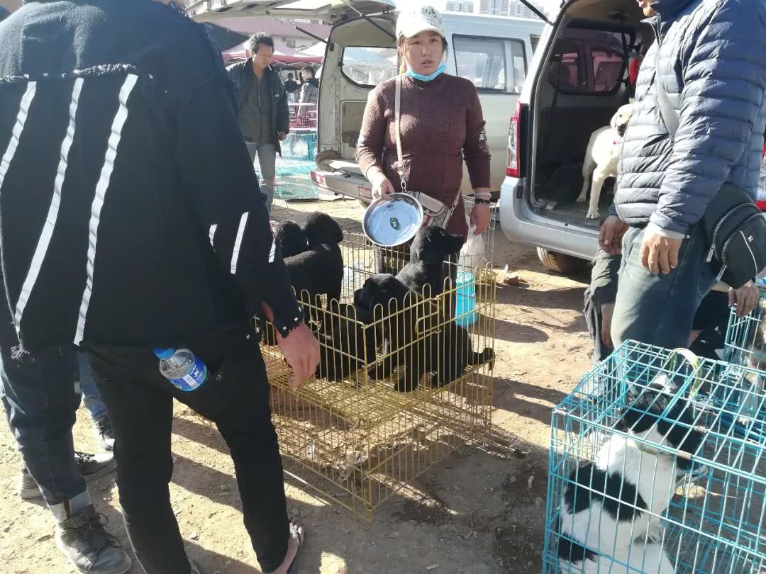 拉布拉多小狗狗市场有卖吗,狗市能买到纯拉布拉多吗