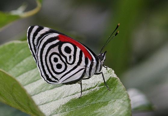 梁祝千古绝唱化蝶,梁祝蝴蝶代表什么