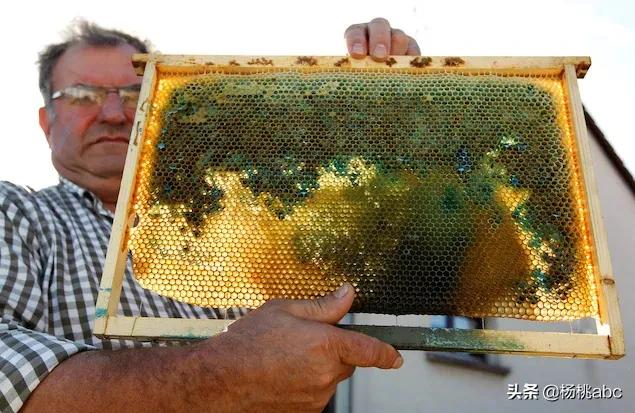 法国蓝色蜂蜜,法国蜂蜜蓝色