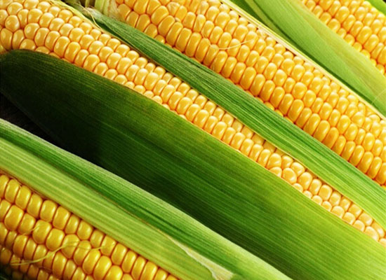 10月份玉米行情走势图,十月份玉米行情分析