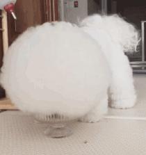 比熊这朵棉花糖，圆圆白白胖胖，是我的初恋情狗没错了