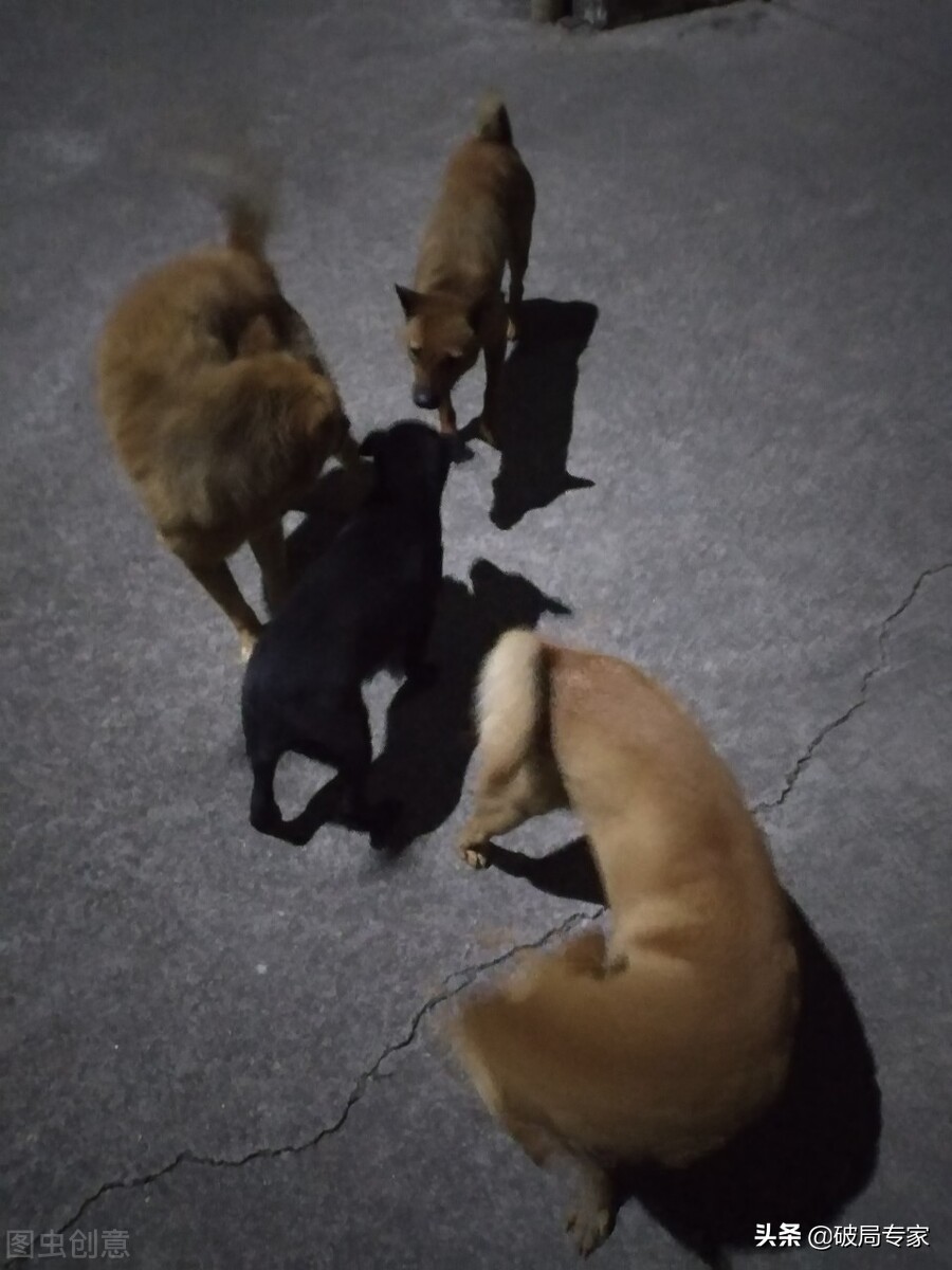 养土狗能挣钱吗要注意什么,养殖土狗需要办什么手续