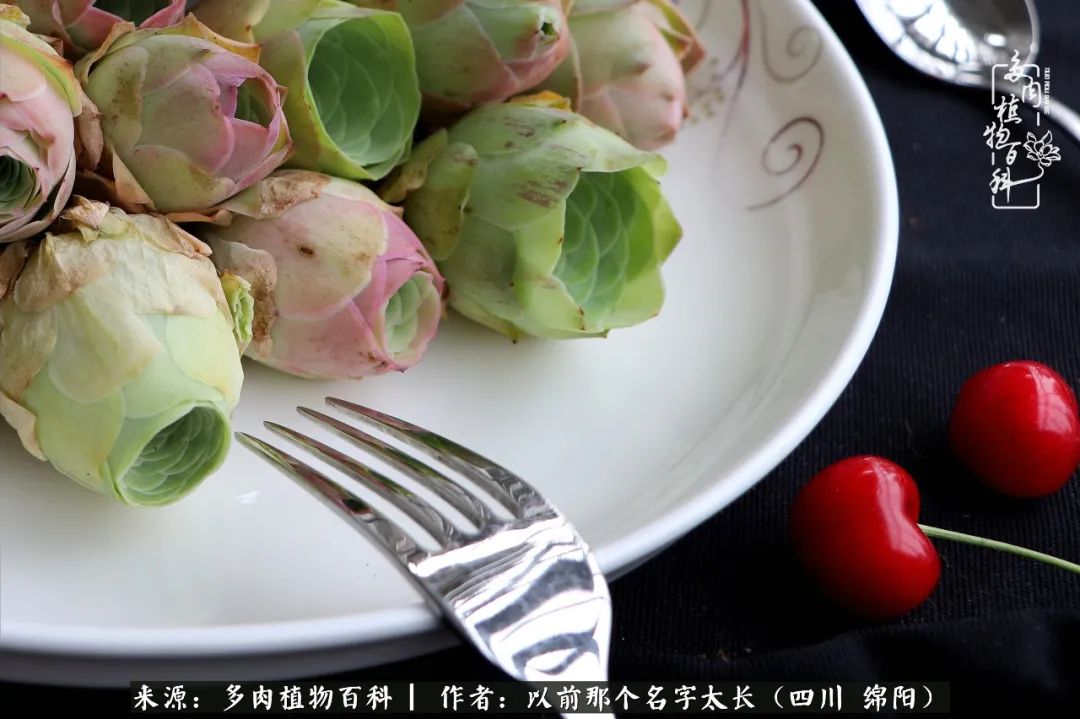 山地玫瑰夏天,山地玫瑰花怎么玩