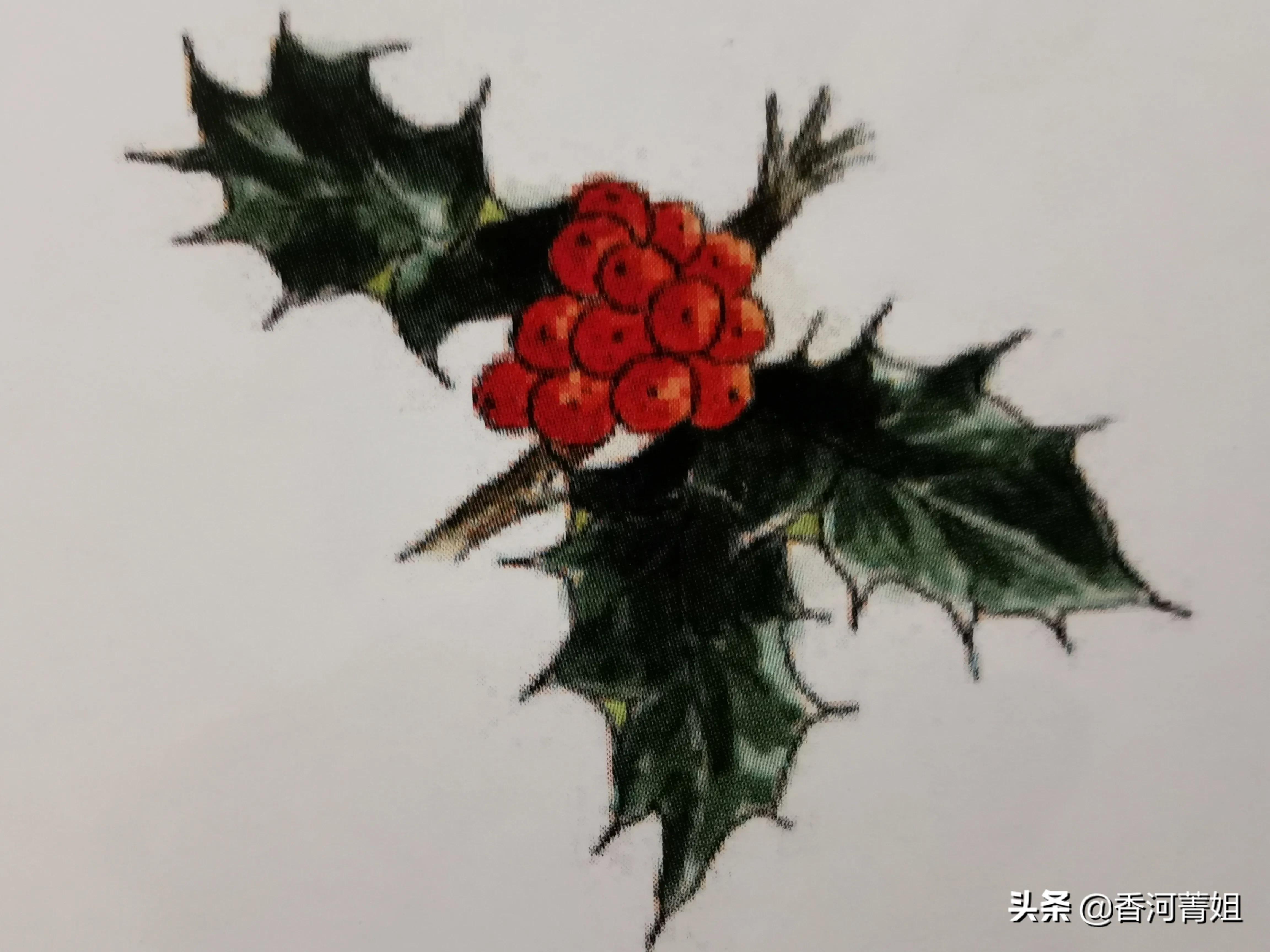 冬青木材,冬青木材图片