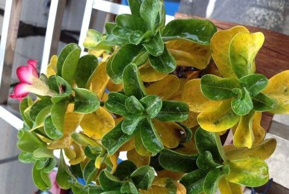 沙漠玫瑰叶子枯一半,沙漠玫瑰开完花了光秃秃怎么办